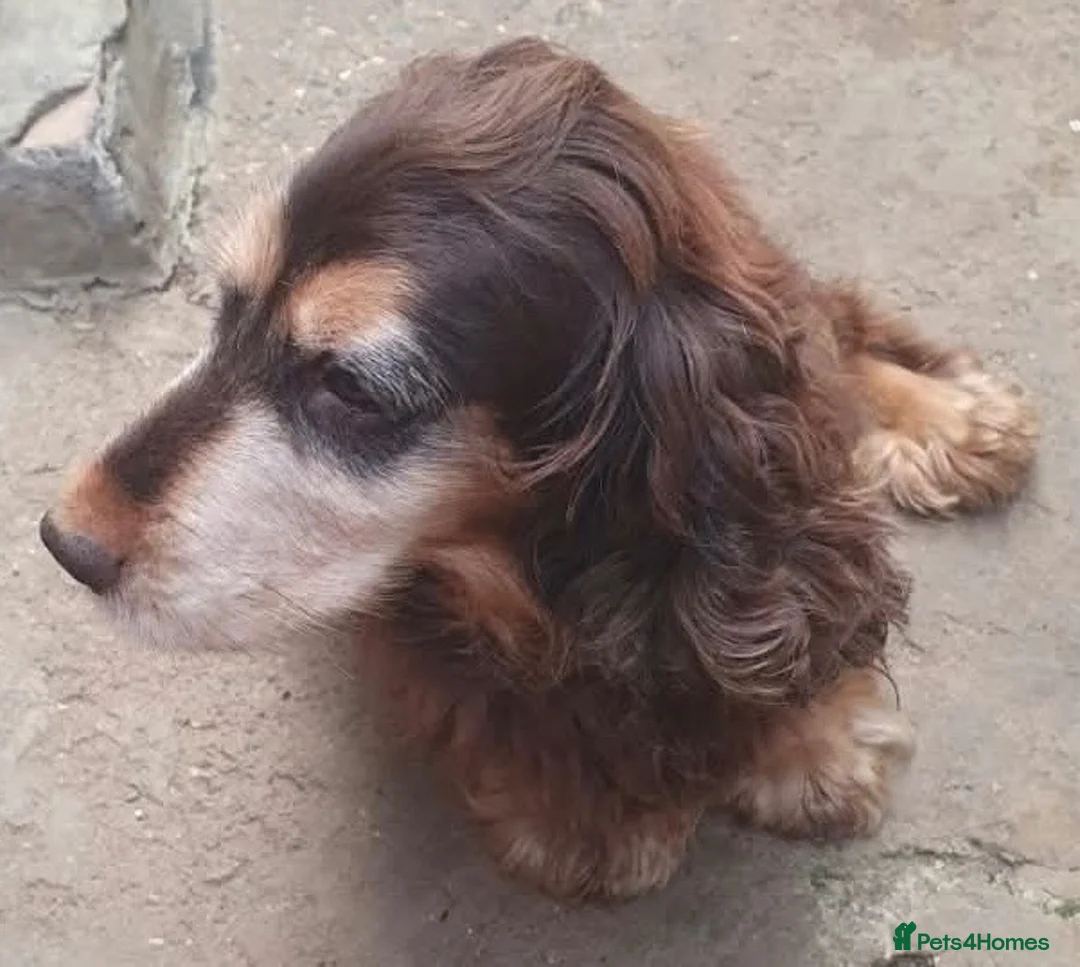 Sprocker dogs for sale: Sprocker pups for sale  - Advert 13