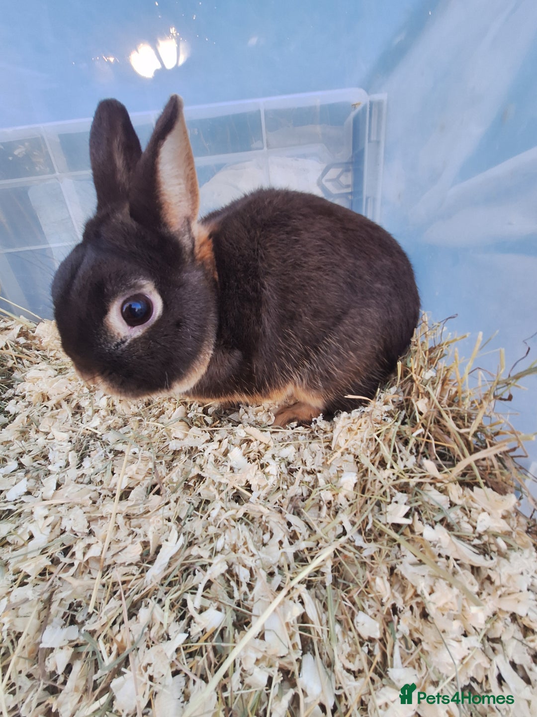 Netherland Dwarf rabbits for sale: 4 Netherland dwarf buck rabbits for sale £40 each  - Advert 17