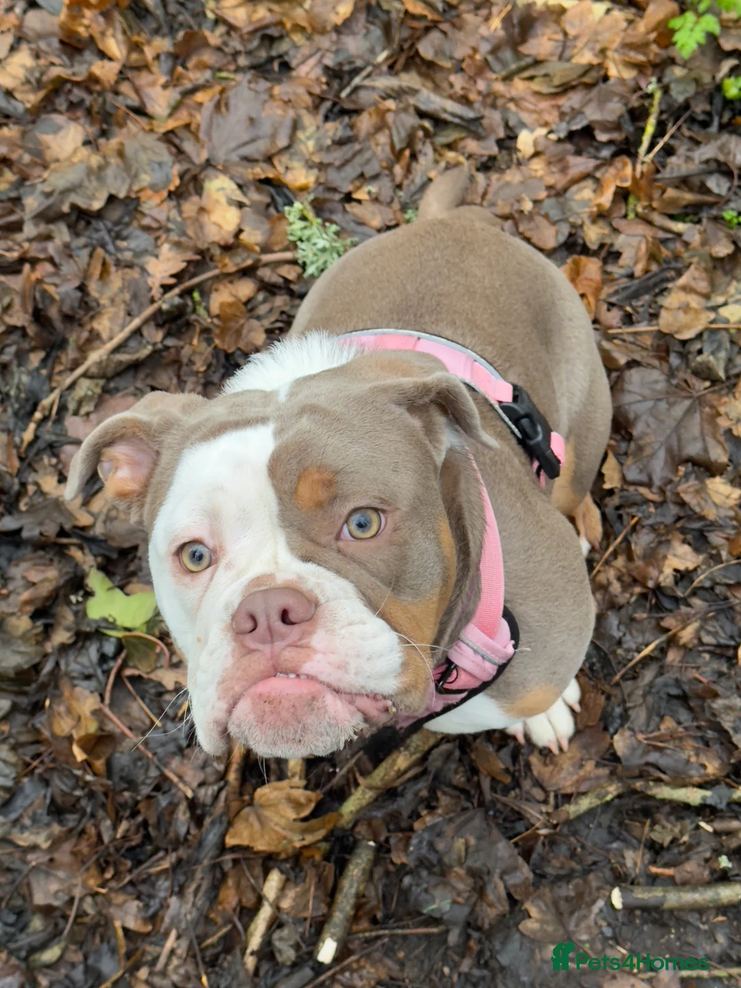 Old Tyme Bulldog dogs for sale: Stunning litter of 11  - Advert 2