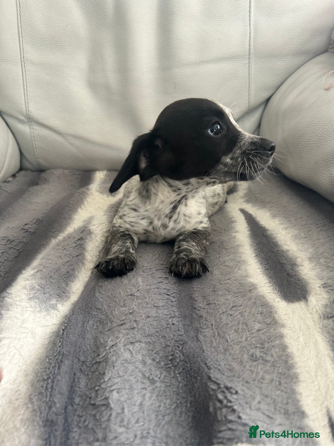 Jack Russell dogs for sale: Jack Russel puppies  - Image 3