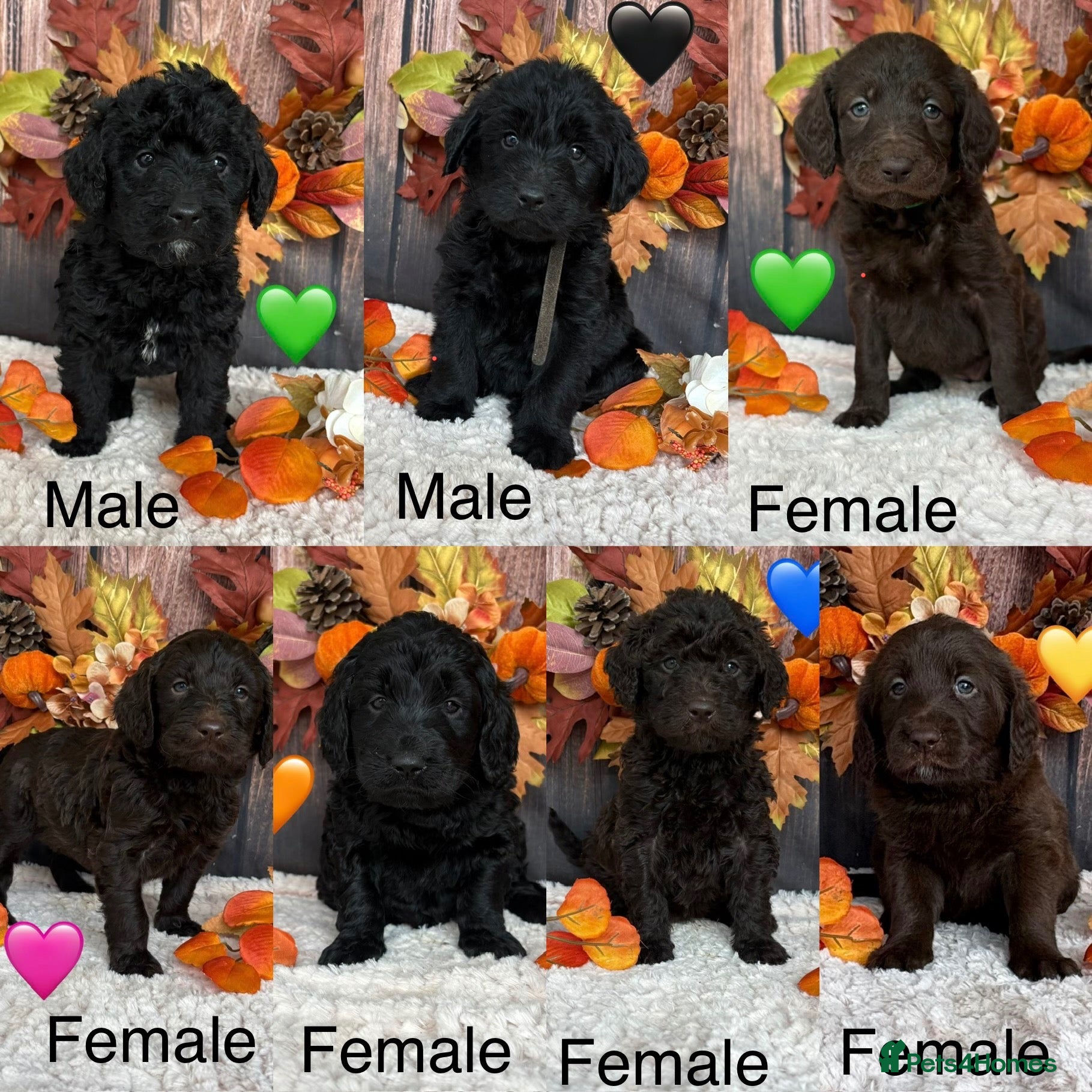 Labradoodle dogs for sale: Outstanding Litter Of 9 F1B Labradoodles 🐶 - Advert 1