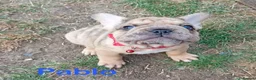French Bulldog dogs for sale: 🌟last 2 KC pup left🌟 Ready to go  - Advert 22
