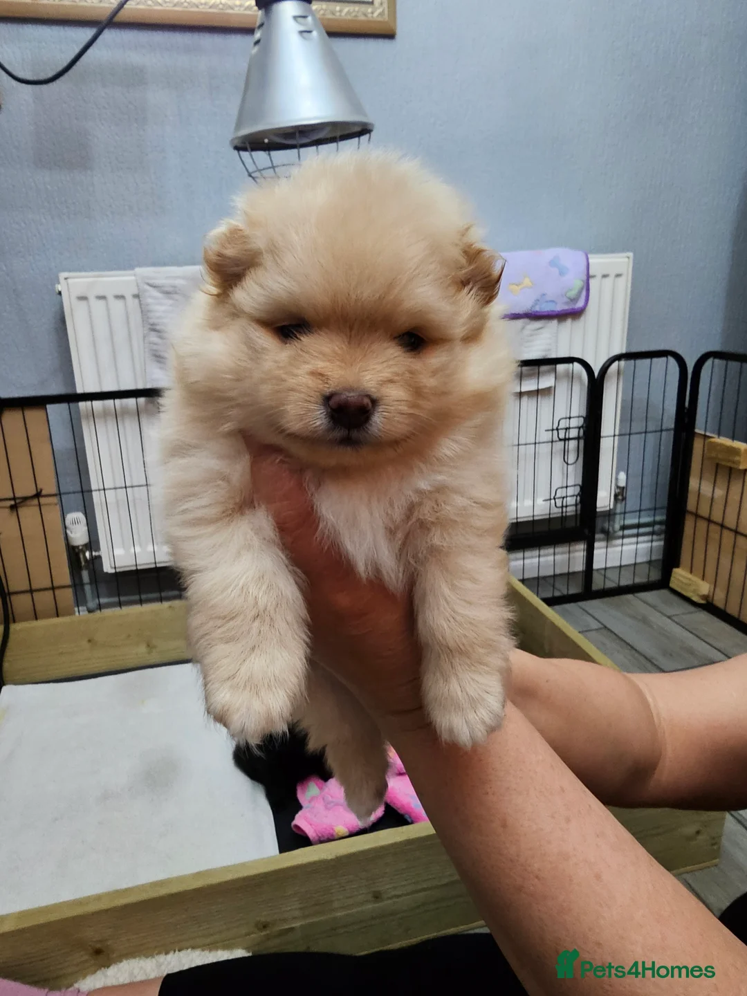Pomeranian dogs for sale: 3 KC HANDSOME POMERANIAN BOYS - Advert 9