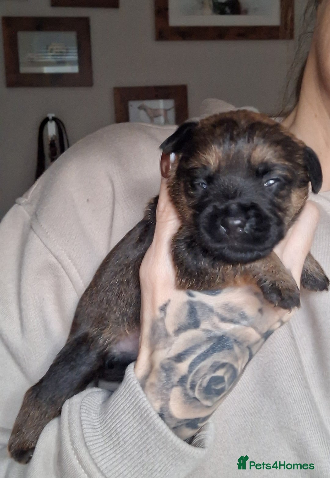 Border Terrier dogs for sale: Border Terrier Puppies - Advert 6