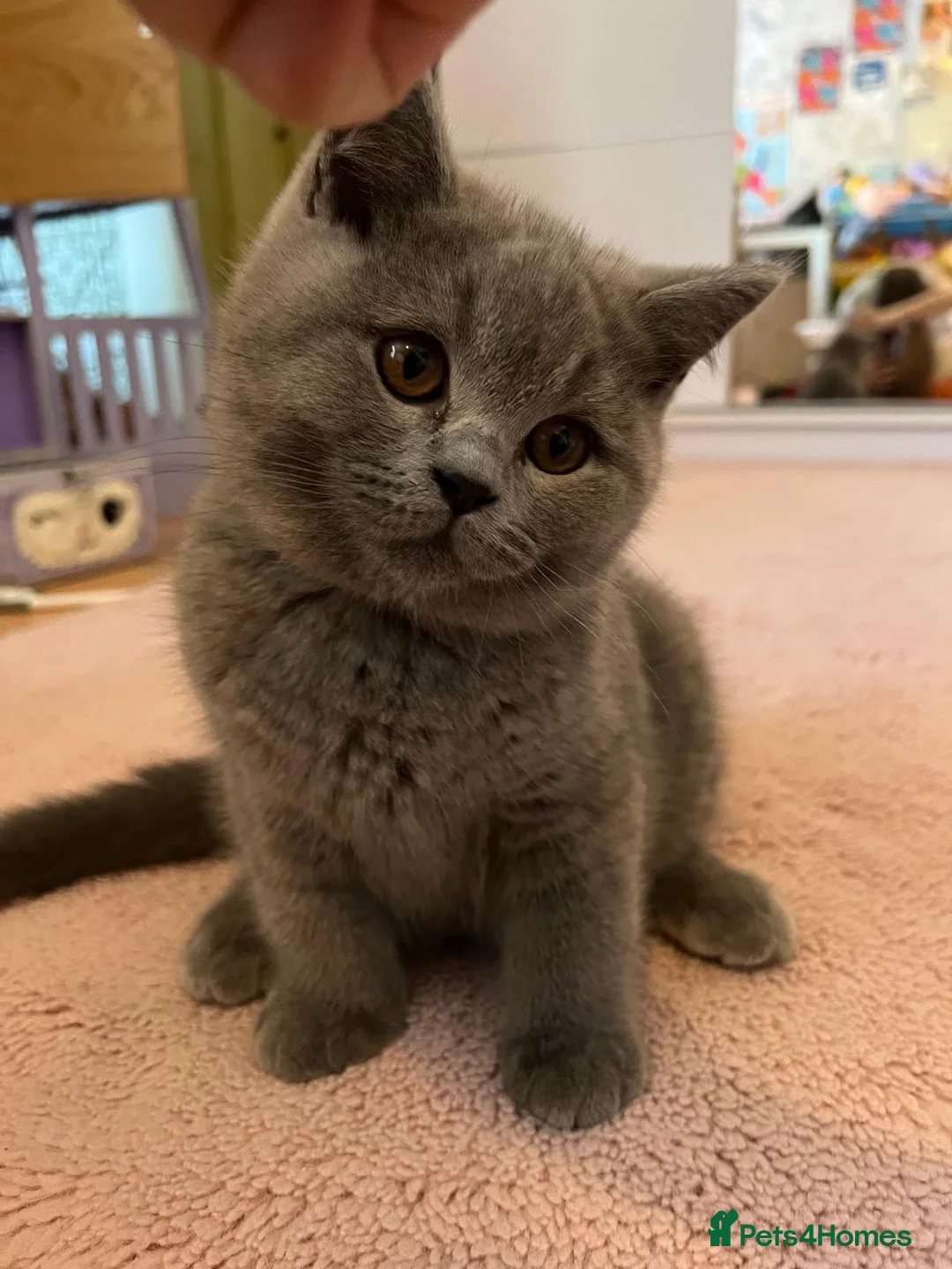 British Shorthair cats for sale: Stunning BBS – GCCF Champion Line -1 Boy & 1 Girl  - Advert 2