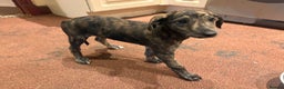 Mixed Breed dogs for sale: Whippet cross lurcher poodle puppies  - Advert 14