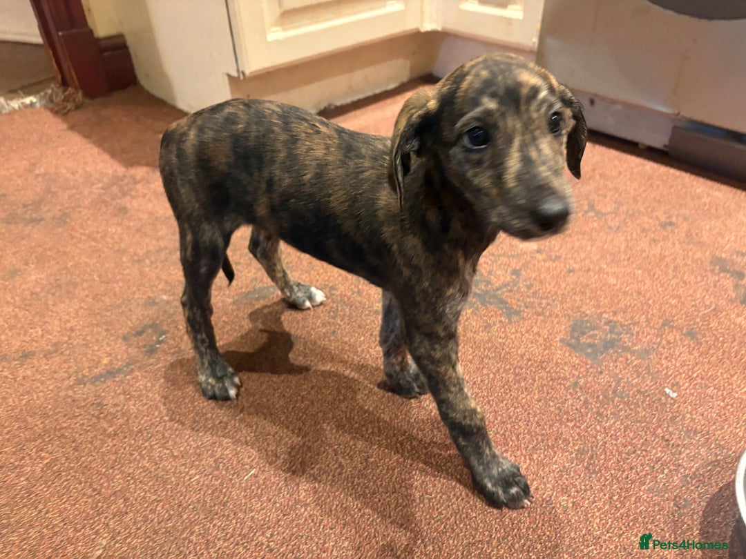 Mixed Breed dogs for sale: Whippet cross lurcher poodle puppies  - Advert 14