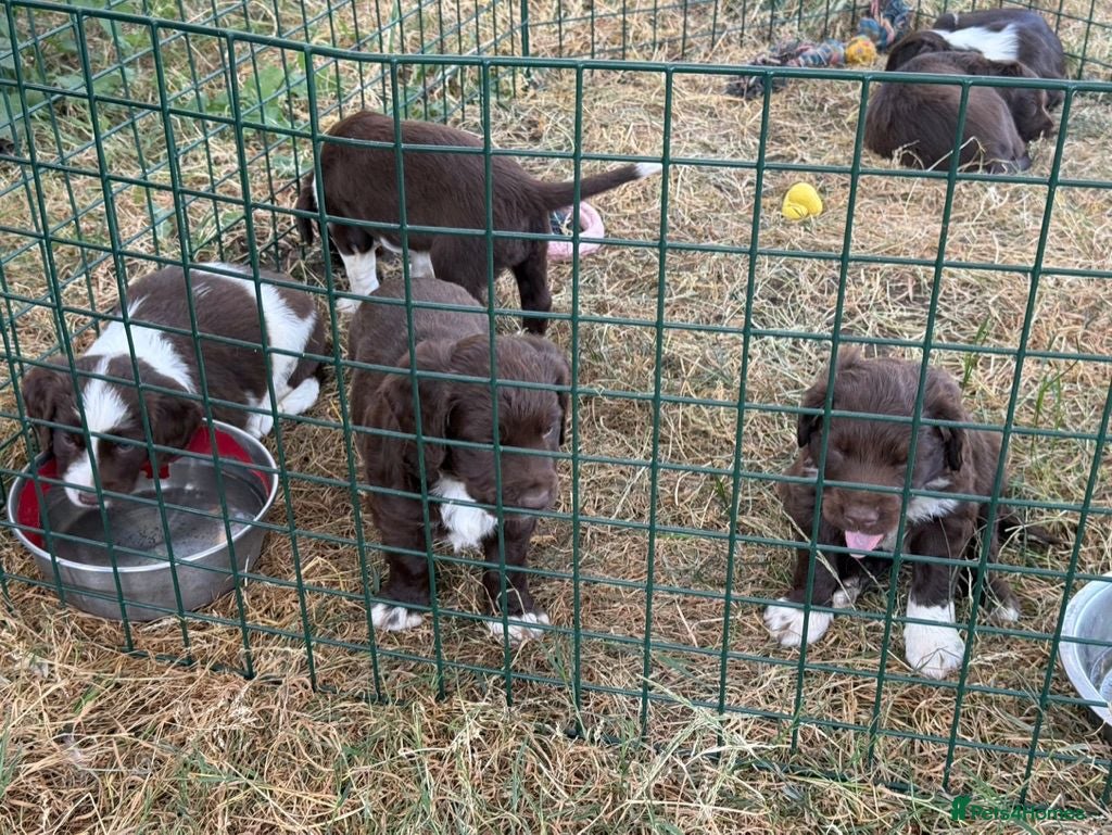 English Springer Spaniel dogs Springer Spaniel Puppies  - Advert 2