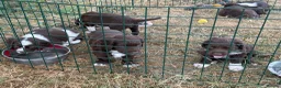 English Springer Spaniel dogs for sale: Springer Spaniel Puppies  - Advert 2