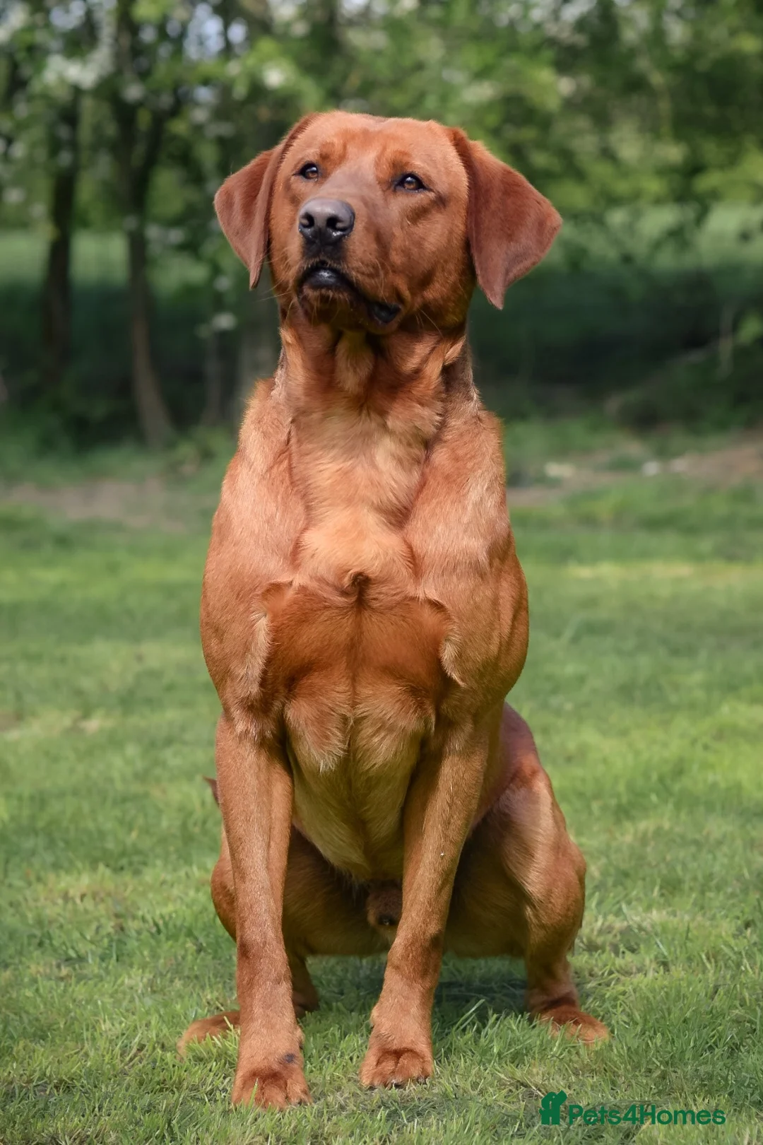Labrador Retriever dogs for stud: Fox Red Labrador Stud Dog Available for studding - Advert 1