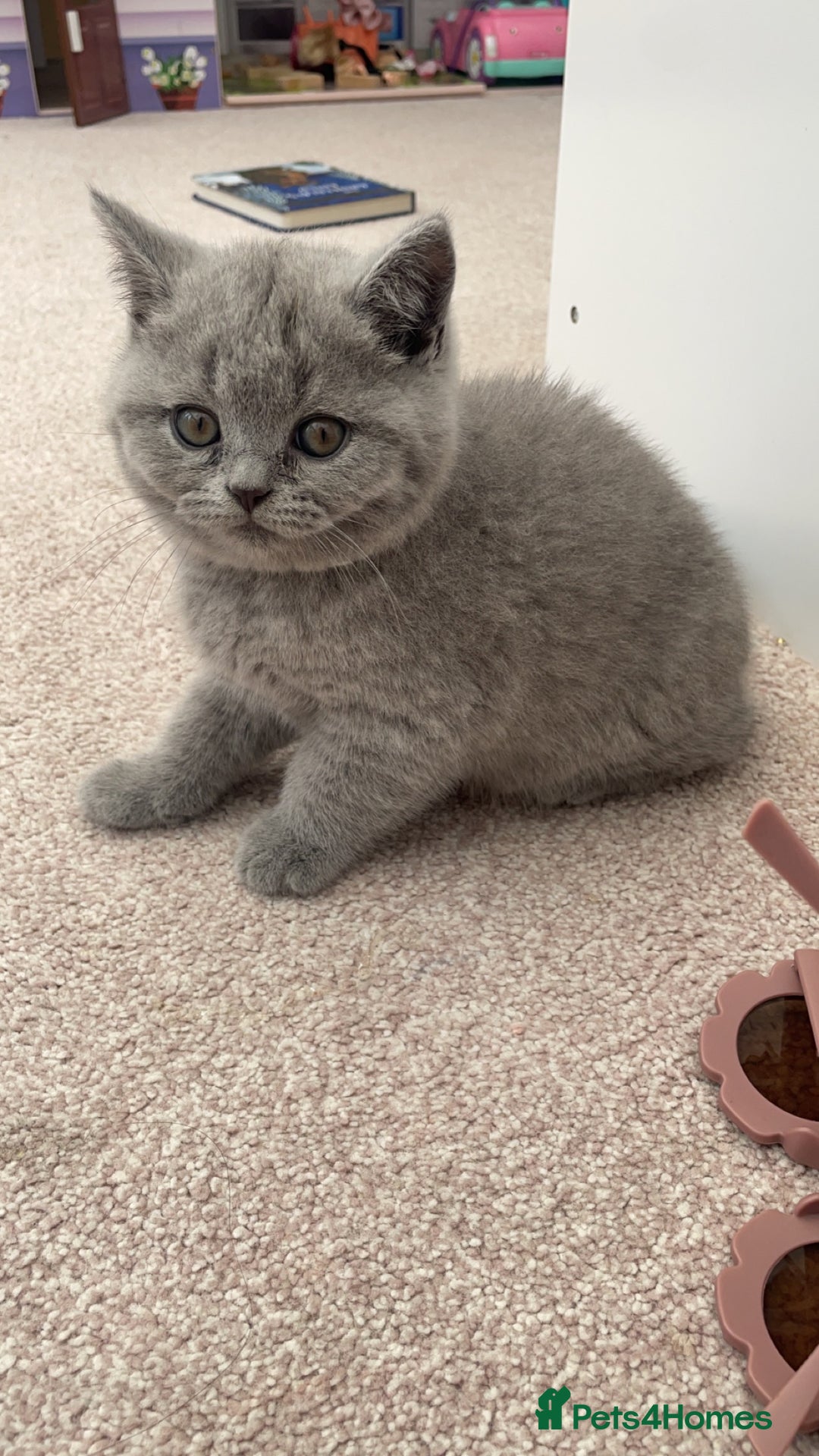Scottish Fold cats for sale: British shorthair x Scottish fold kittens - Advert 8