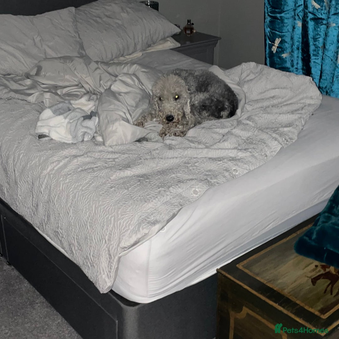 Bedlington Terrier dogs for sale: Bedlington Terrier - bitch for sale - 4 years old - Image 2