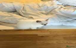 Ragdoll cats for sale: Ragdoll baby boy ready to leave  - Image 1