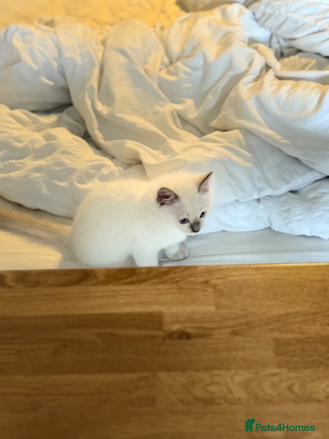 Ragdoll cats for sale: Ragdoll baby boy ready to leave  - Image 1