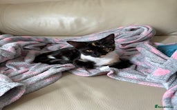Mixed Breed cats for sale: URGENT | Meet Nova - Sensitive, Sweet and Curious  - Advert 6