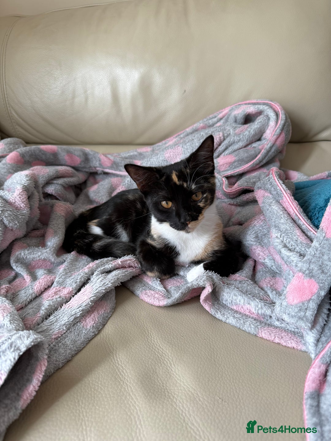 Mixed Breed cats for sale: URGENT | Meet Nova - Sensitive, Sweet and Curious  - Advert 6