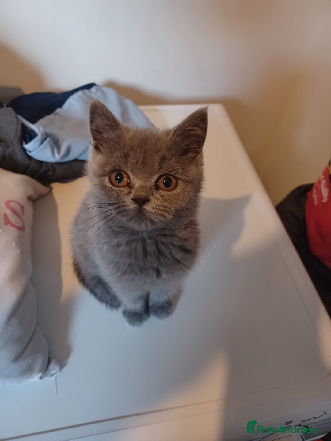 British Shorthair cats for sale: British blue kitten  - Advert 2