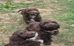 Cockapoo dogs for sale: Gorgeous Cockerpoo puppies  - Image 15