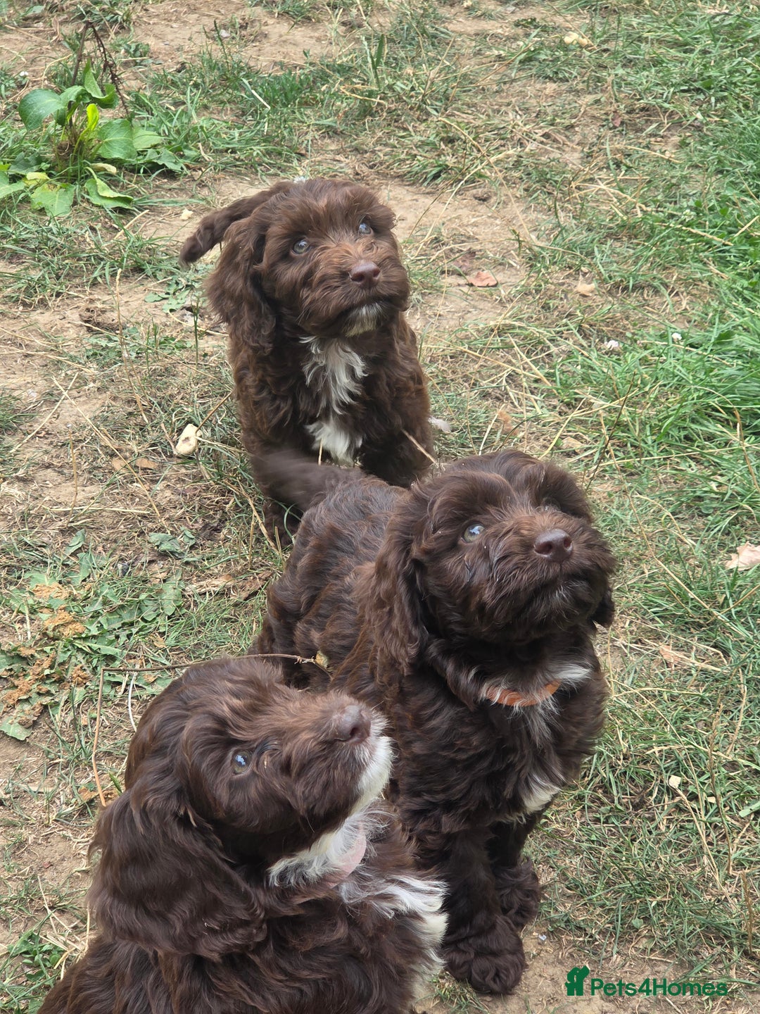 Cockapoo dogs for sale: Gorgeous Cockerpoo puppies  - Image 15