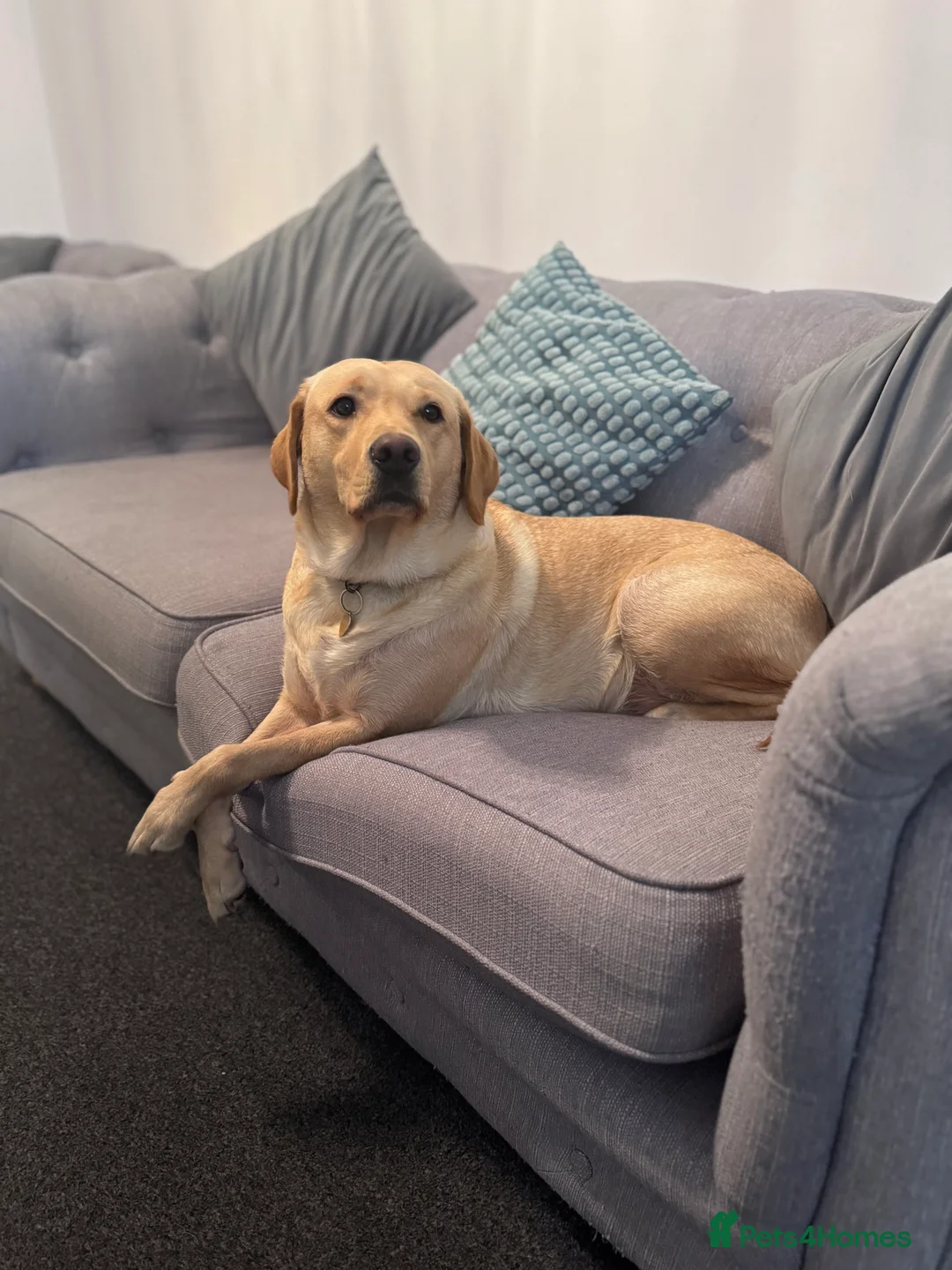 Labrador Retriever dogs for sale: Beautiful Labrador pups 🐶  in Waterlooville - Advert 2