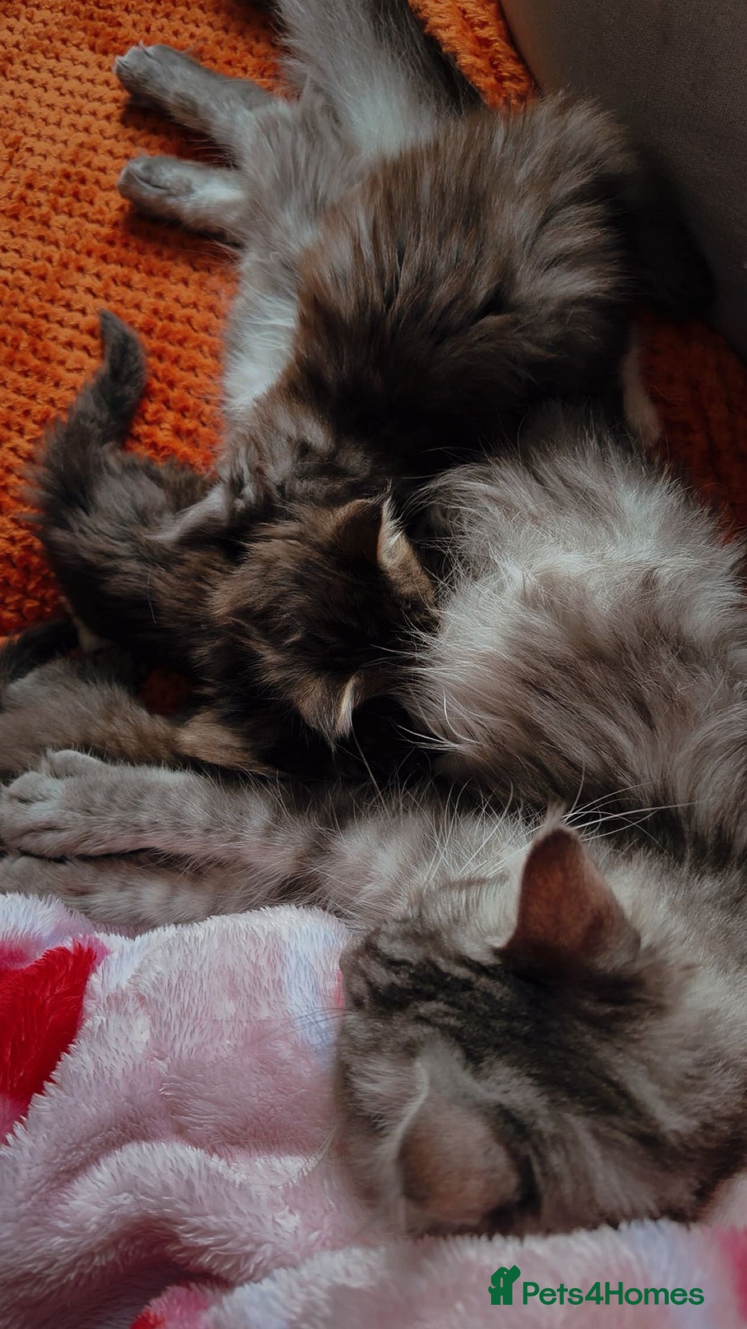 Maine Coon cats for sale: Little Maine coon babies - Advert 8