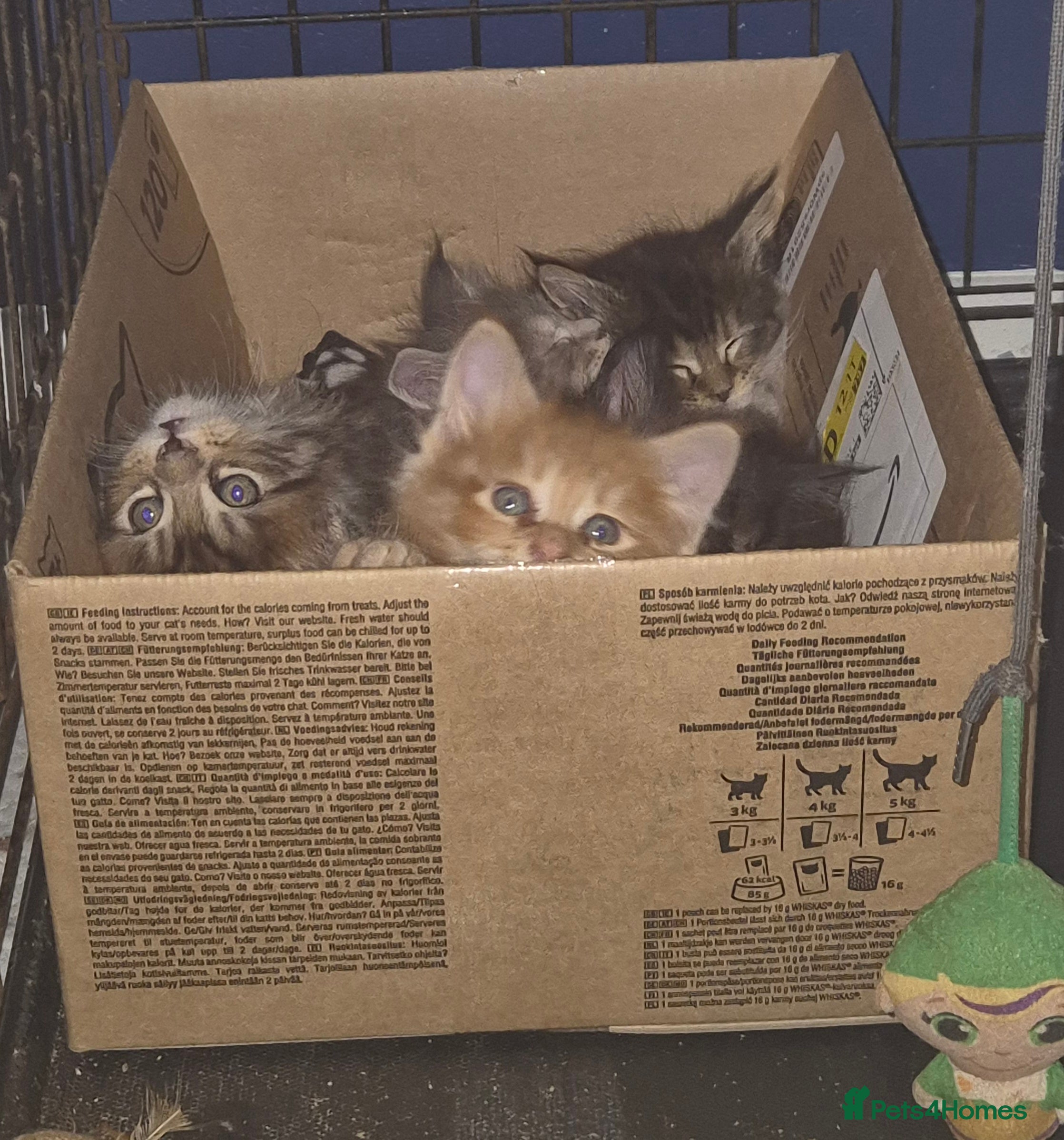 Maine Coon cats Russian /xxl maine coon - Advert 6