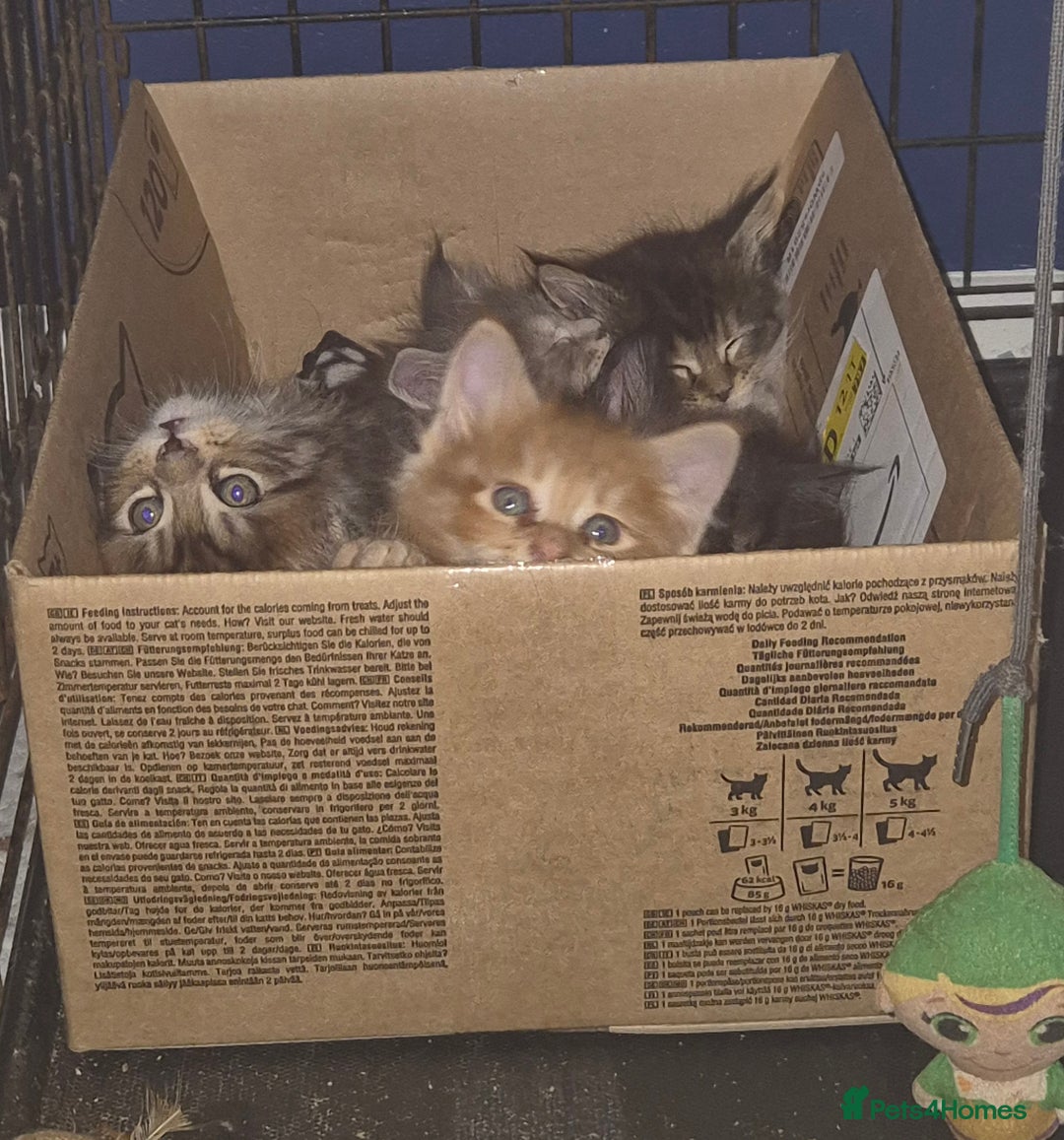 Maine Coon cats for sale: Russian /xxl maine coon - Advert 3