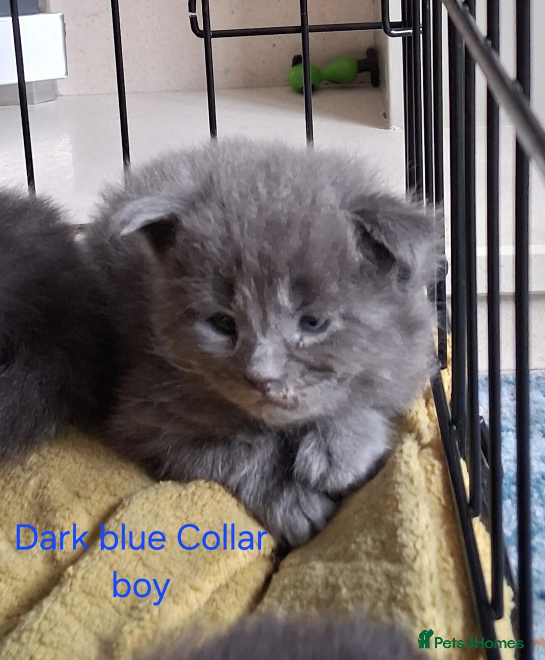 Maine Coon cats for sale: Maine Coon kittens ( 3weeks old ) - Advert 20
