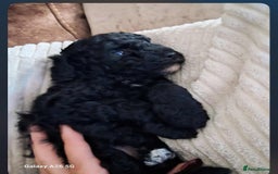 Cockapoo dogs for sale: Adorable F1B Cockapoo Puppies ready 6th November - Image 30
