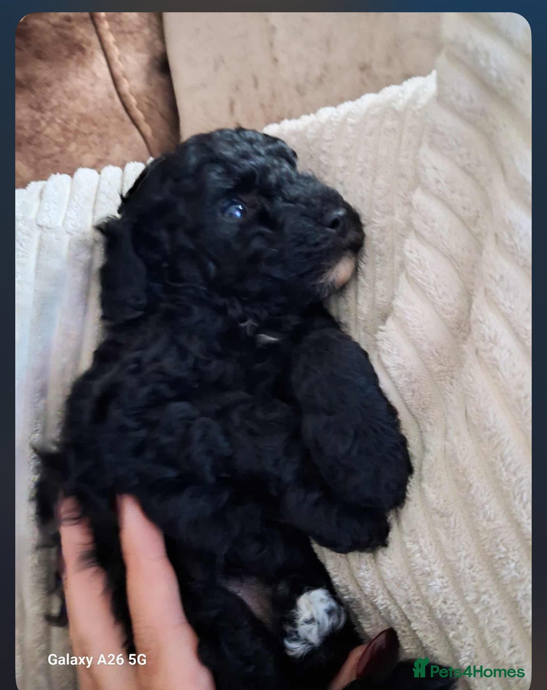 Cockapoo dogs for sale: Adorable F1B Cockapoo Puppies ready 6th November - Image 30