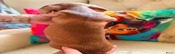 Jackshund dogs for sale: Jack Russell x dachshund  - Advert 7