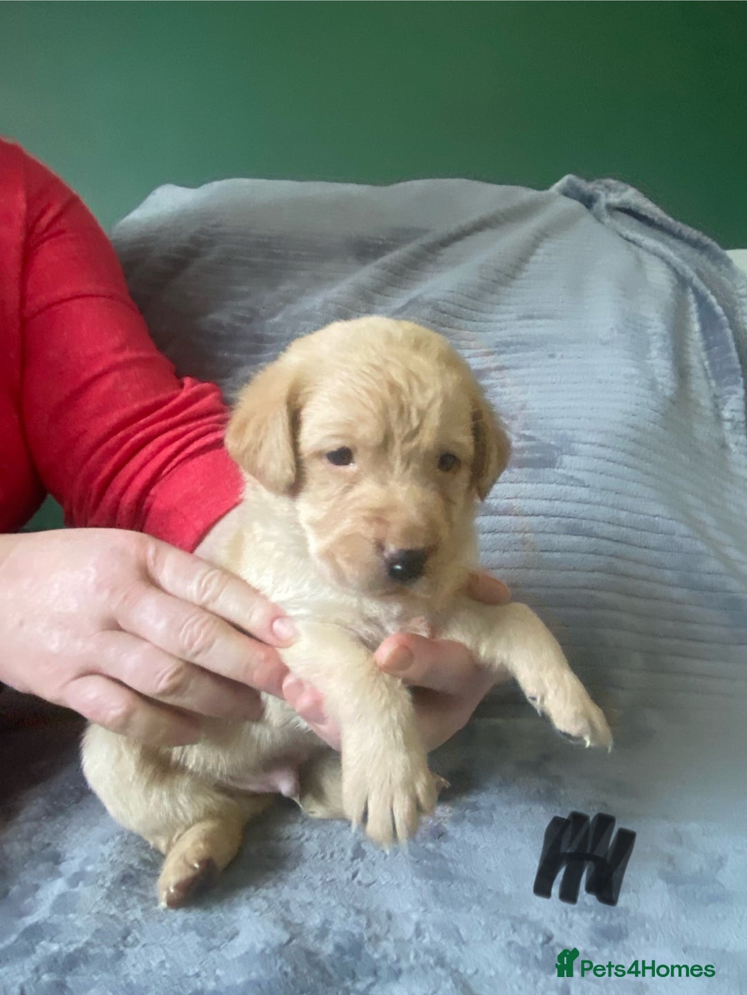 Labrador Retriever dogs for sale: Stunning litter of 9 golden labradors  - Advert 17