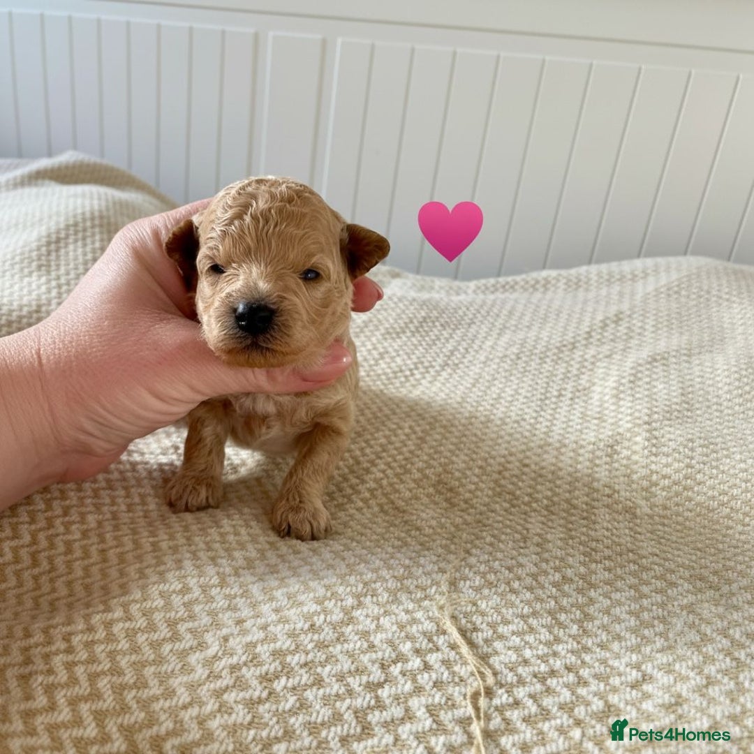 Poochon dogs for sale: ♥️🐶🧸 TINY ASIAN TOY POOCHONS FOR SALE ♥️ - Advert 3