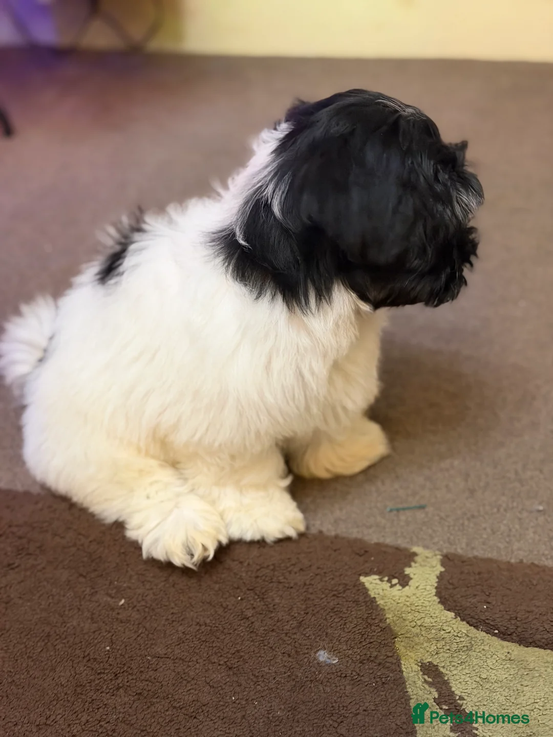 Havanese dogs for sale: ***Beautiful Havanese Puppies *** - Advert 24