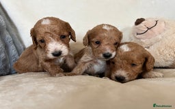 Cockapoo dogs for sale: Cockapoo puppies - DNA Health test clear  - Image 21