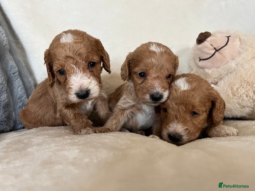 Cockapoo dogs for sale: Cockapoo puppies - DNA Health test clear  - Image 21