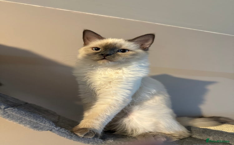 Ragdoll cats - Advert 1