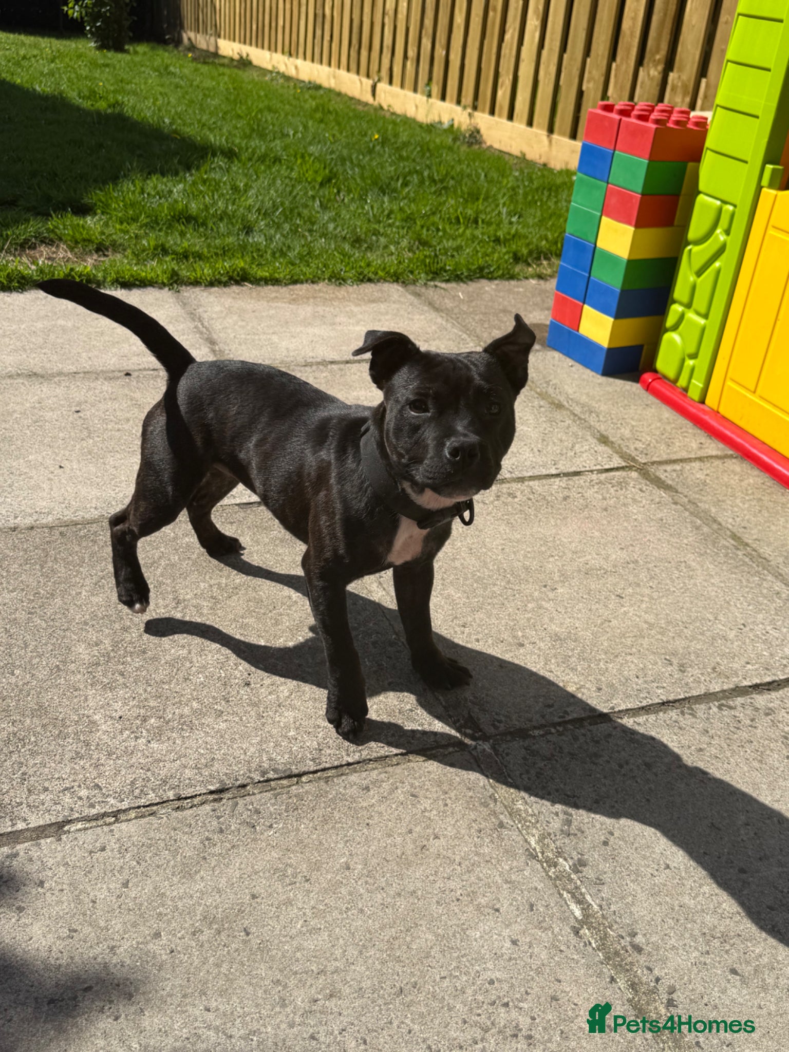 Staffordshire Bull Terrier dogs 7 month old male KC reg brindle staffy  - Advert 2