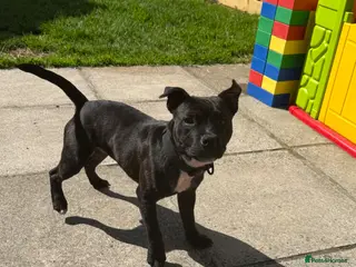 Staffordshire Bull Terrier dogs 7 month old male KC reg brindle staffy - Advert 1
