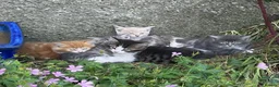 Mixed Breed cats for sale: Fluff and Tumble - Advert 1