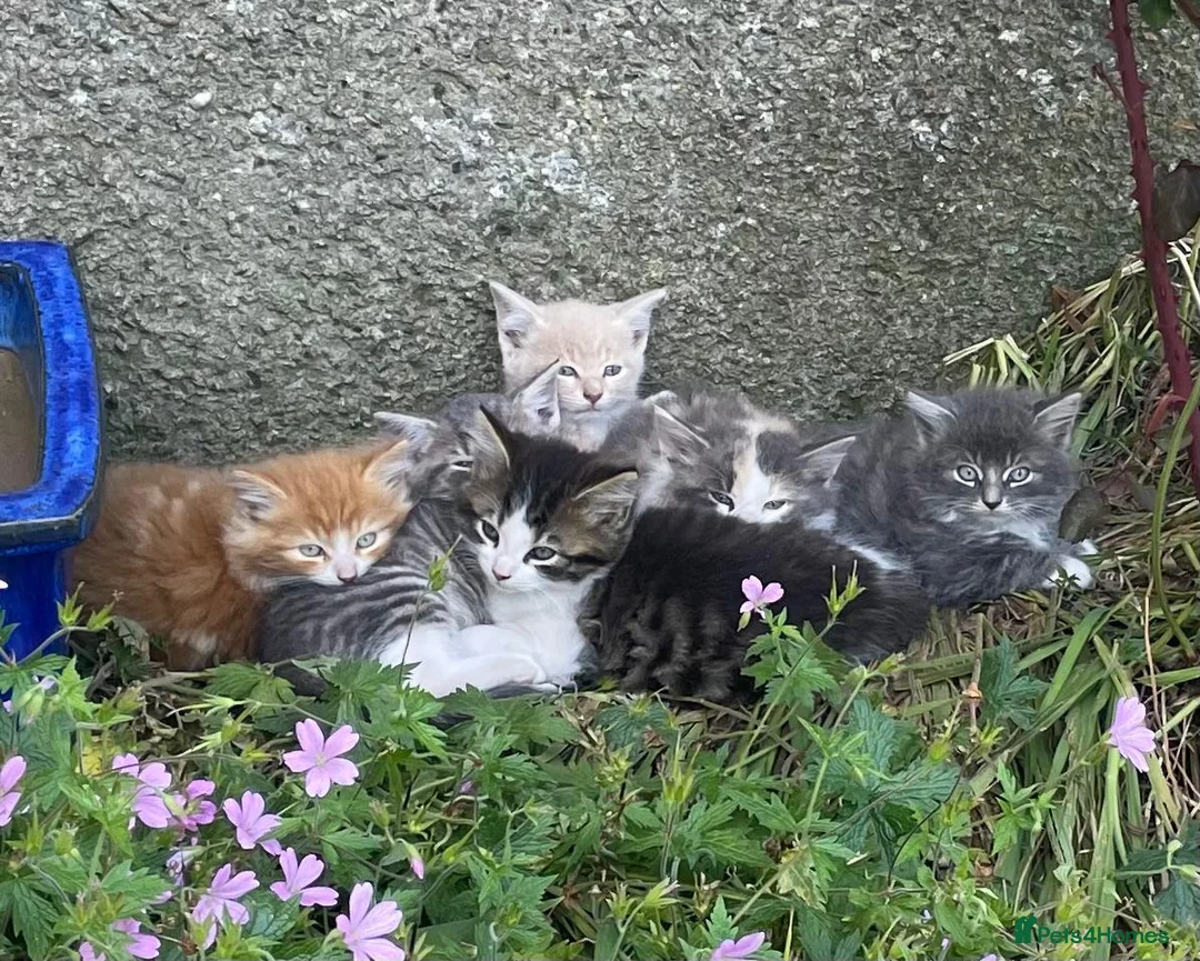 Mixed Breed cats for sale: Fluff and Tumble - Advert 1