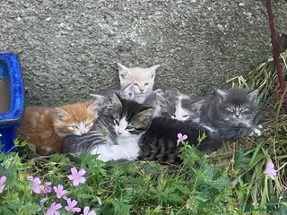 Mixed Breed cats Fluff and Tumble - Advert 4