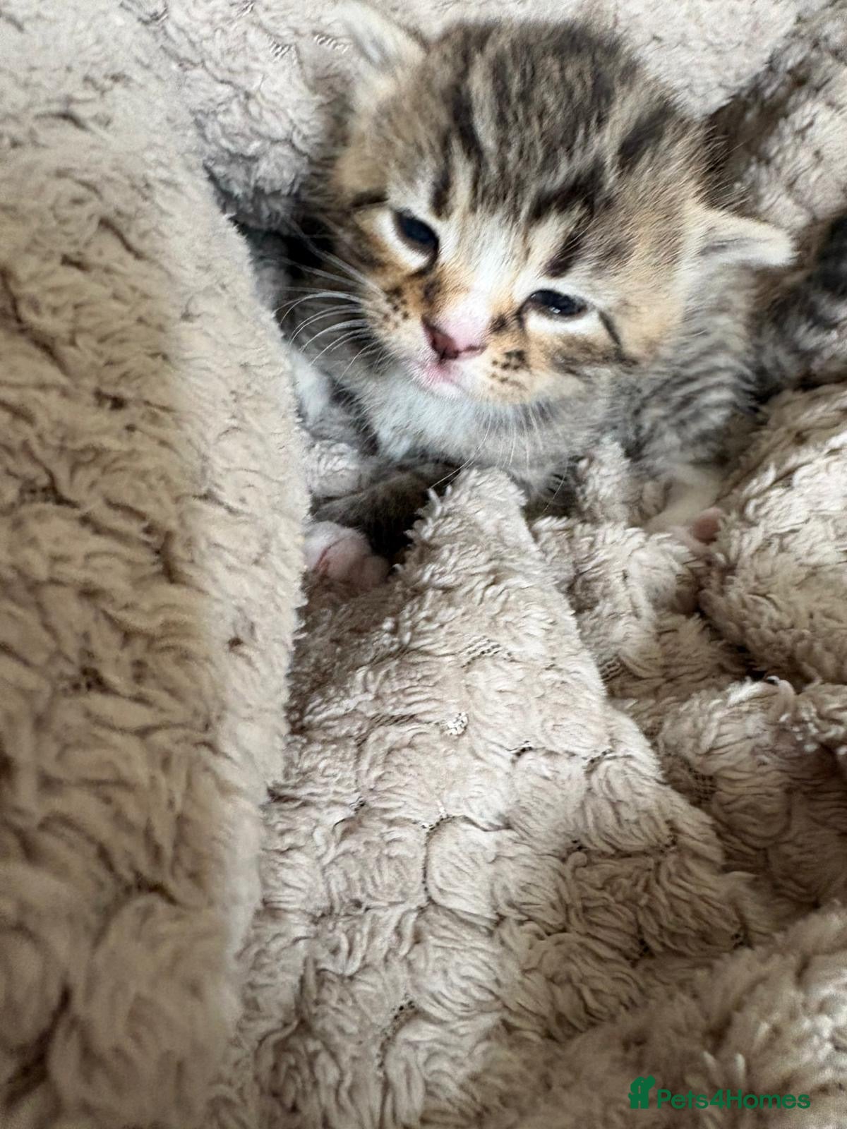 Mixed Breed cats for sale: Mixed Beautiful Girls  - Advert 17