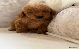 Miniature Poodle dogs for sale: 4 gorgeous miniature girl poodles - Advert 11