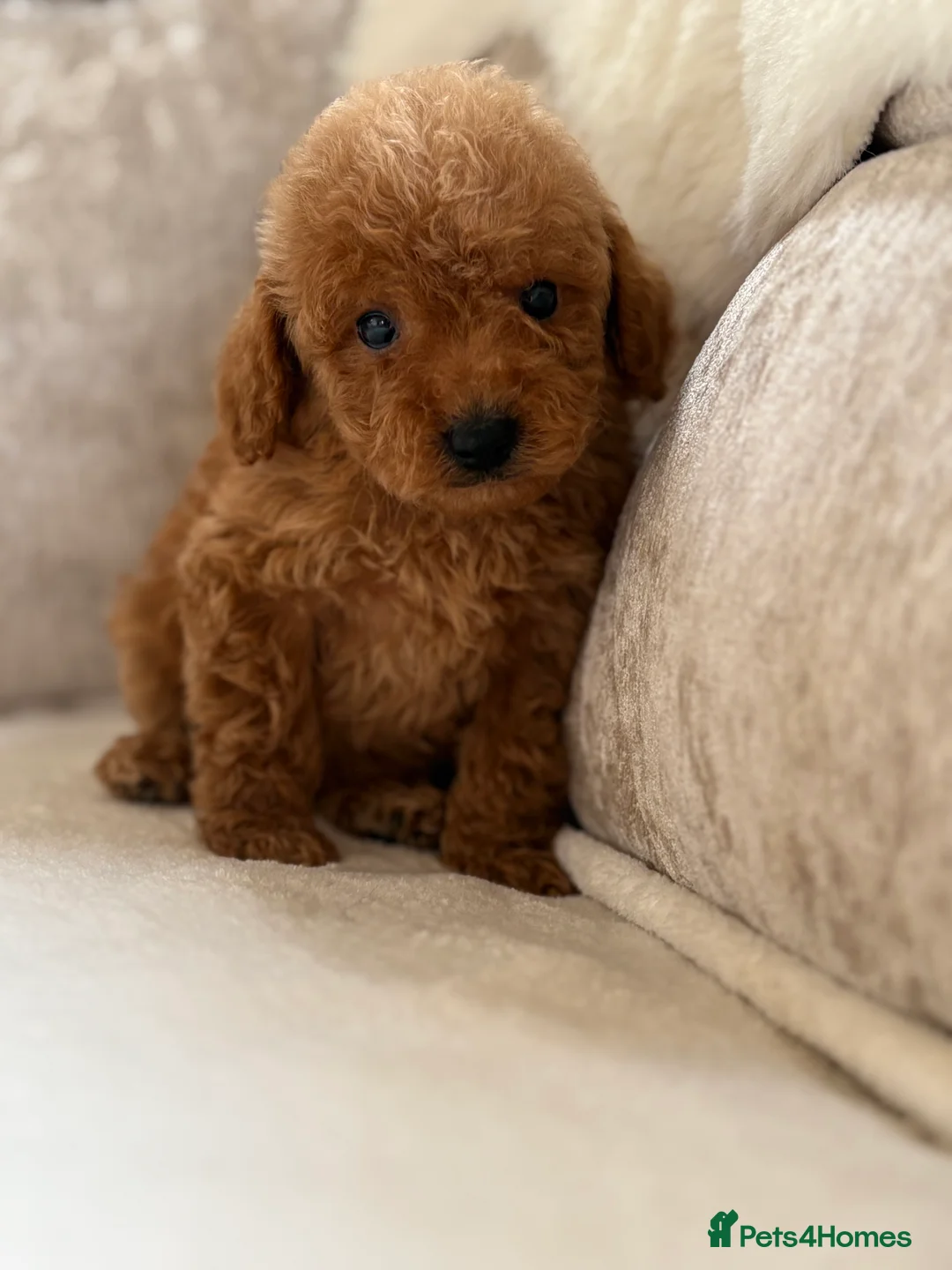 Miniature Poodle dogs for sale: 4 gorgeous miniature girl poodles - Advert 11