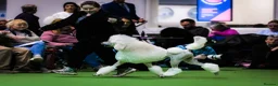 Standard Poodle dogs for stud: Quality White Standard Poodle for Stud - Advert 4