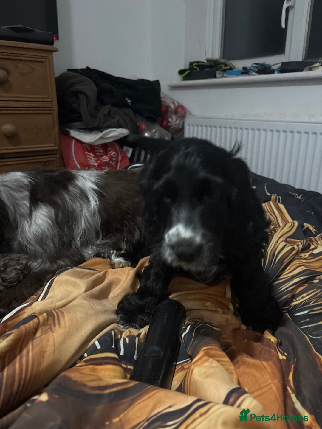 Cocker Spaniel dogs for sale: Beautiful black cocker spaniel girl  - Advert 4