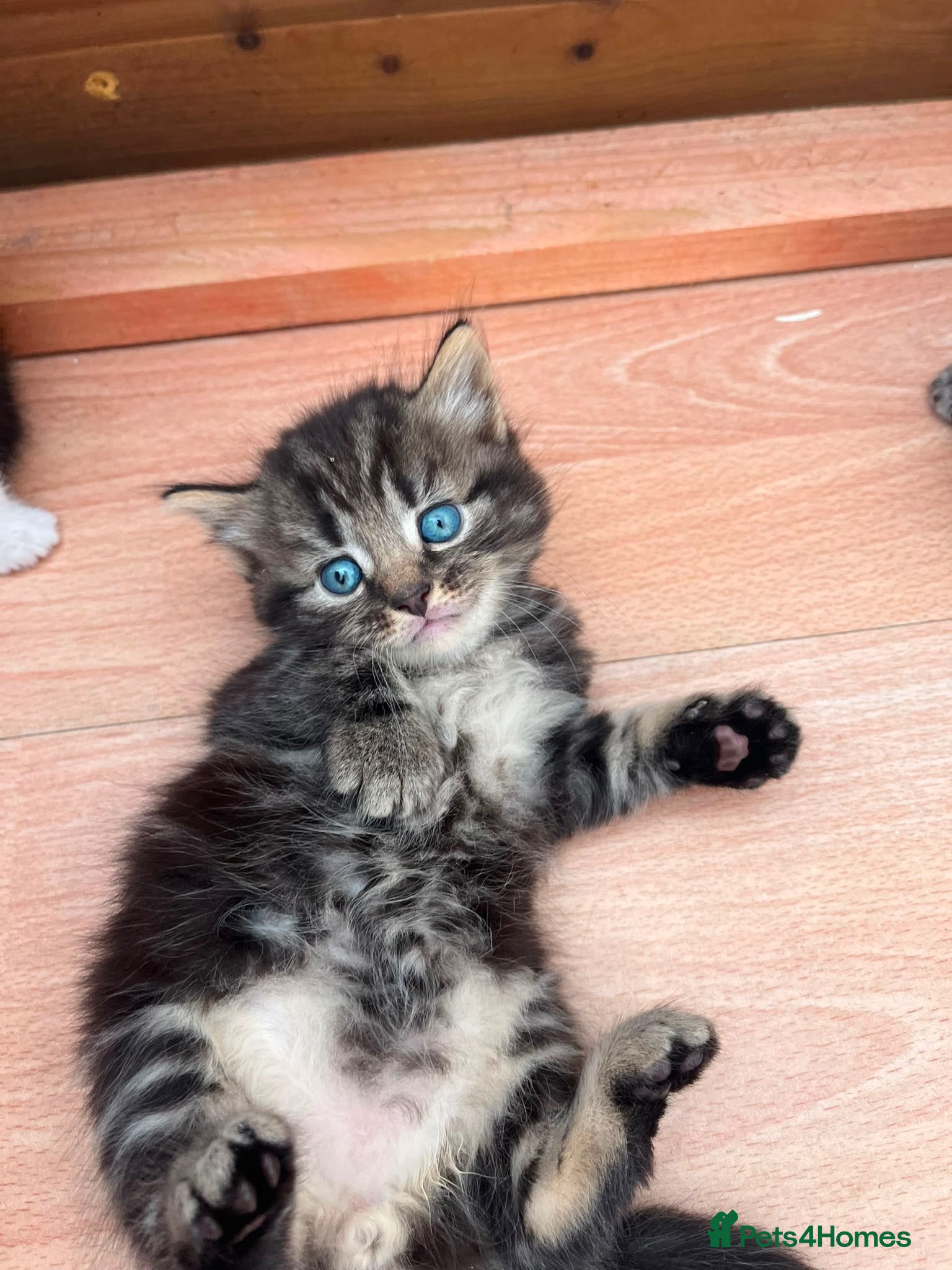 Mixed Breed cats British shorthair cross kittens - Advert 4