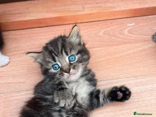 Mixed Breed cats British shorthair cross kittens - Advert 4
