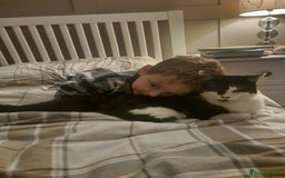 British Shorthair cats for adoption: 🪙Penny🪙 for adoption, fostered in BUCKS - Image 15